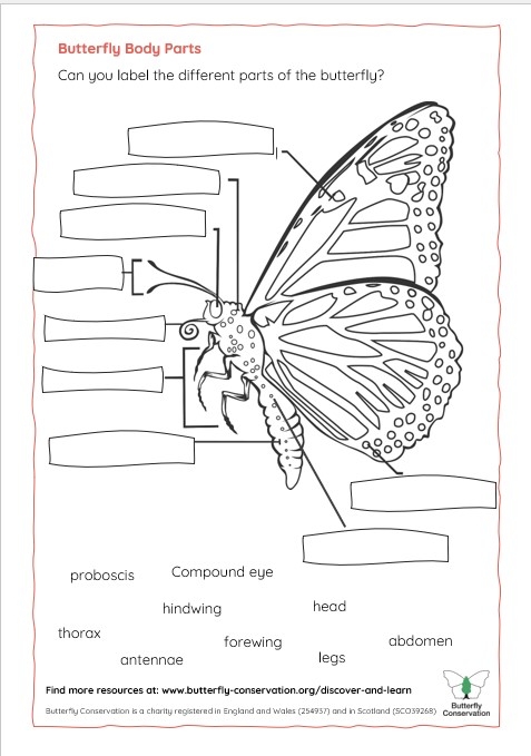 Kindergarten butterfly parts labeling worksheet with fractions focus image 7 Butterfly Anatomy worksheet for Kindergarten showing labeled butterfly parts in a diagram