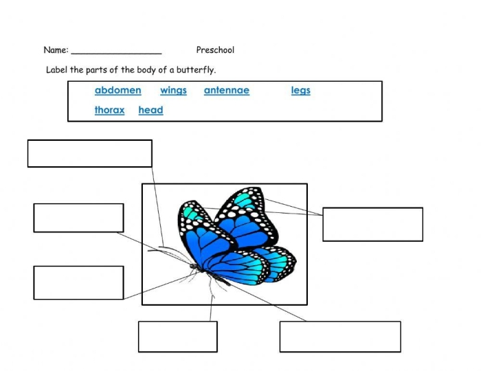 Butterfly diagram worksheet number 23 for identifying butterfly body sections Kindergarten butterfly anatomy worksheet showing labeled parts for learning fractions