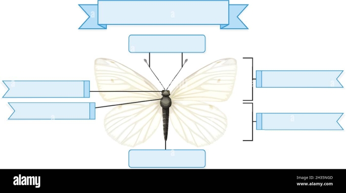 Butterfly diagram worksheet for labeling and learning fractions in kindergarten, image 25 Kindergarten butterfly anatomy worksheet showing labeled butterfly parts and simple fraction exercises