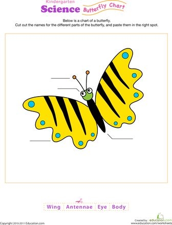 Butterfly diagram for young learners to identify body parts in worksheet number 13 Kindergarten butterfly anatomy worksheet with labeled parts for learning fractions