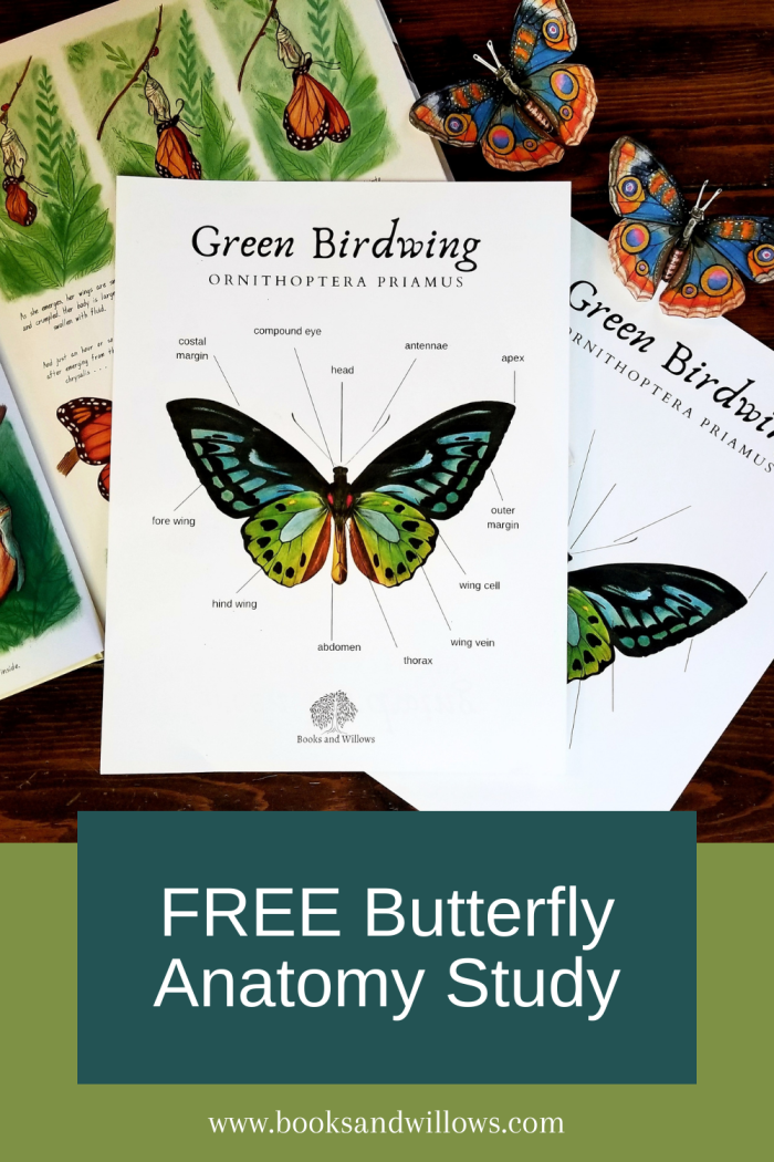 Butterfly diagram activity for young learners with fraction concepts in worksheet 17 Kindergarten butterfly anatomy worksheet showing labeled parts for learning fractions