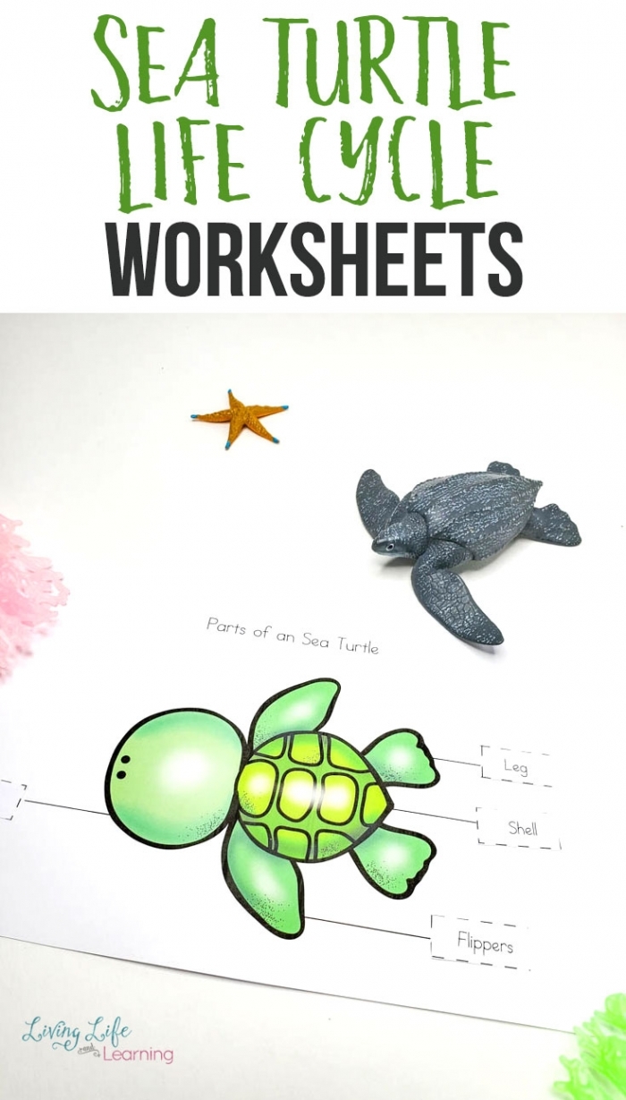 Kindergarten sea turtle worksheet focusing on finding the main topic in nonfiction texts