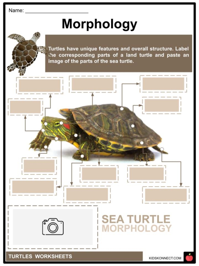 Kindergarten worksheet featuring sea turtles to teach identifying main topics and key ideas