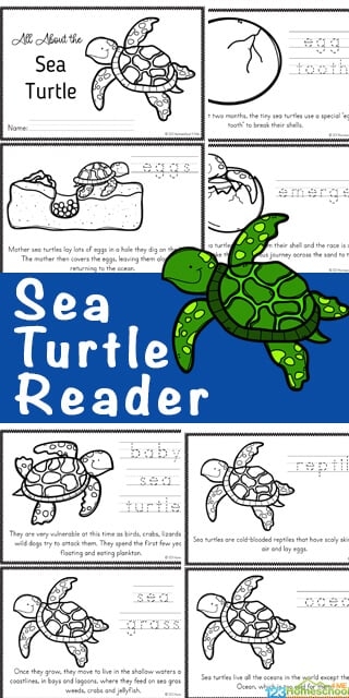 Kindergarten worksheet featuring sea turtles to practice identifying the main topic in nonfiction texts