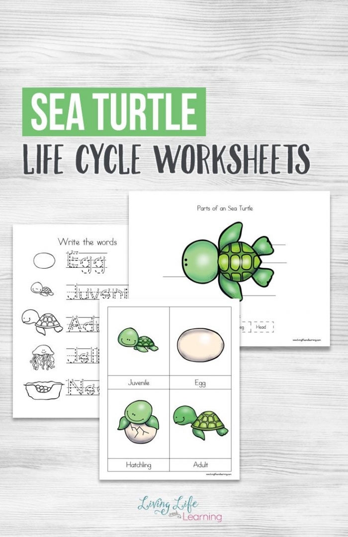 Kindergarten worksheet featuring sea turtles to practice finding the main topic in nonfiction texts