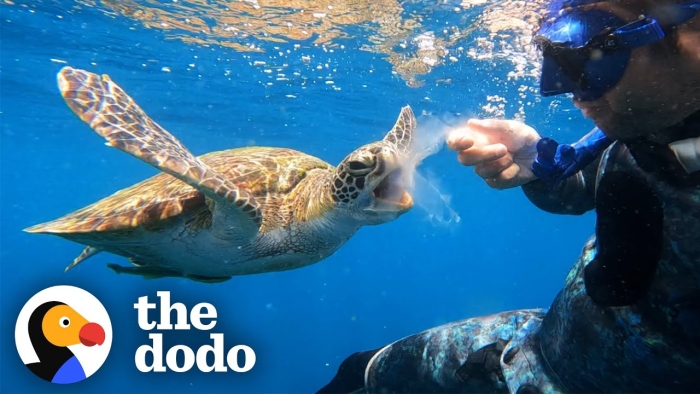 Kindergarten worksheet featuring sea turtles to teach identifying main topics in nonfiction