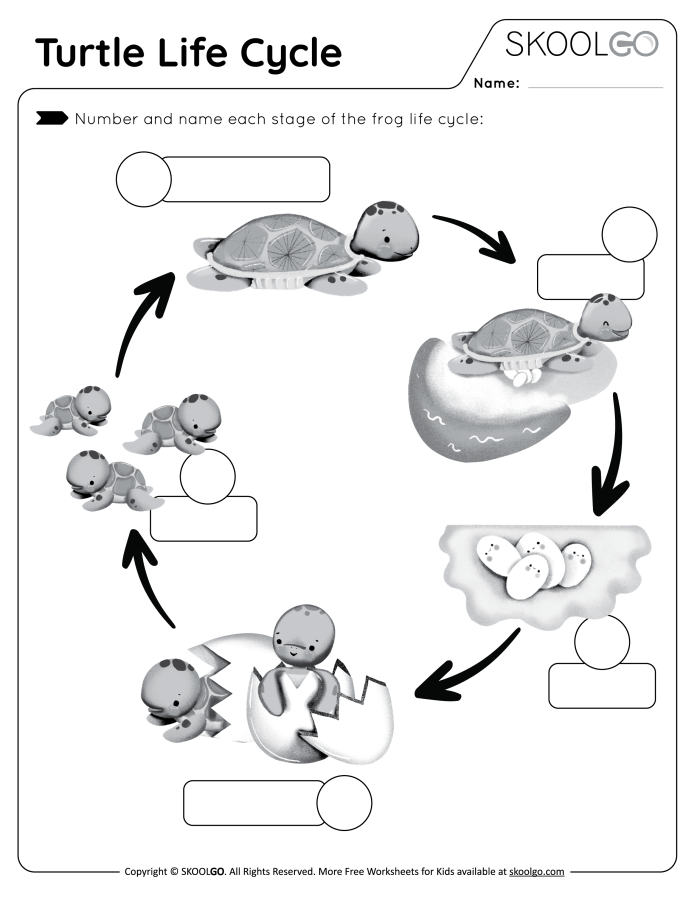 Kindergarten worksheet featuring sea turtles to teach identifying main topics and key ideas