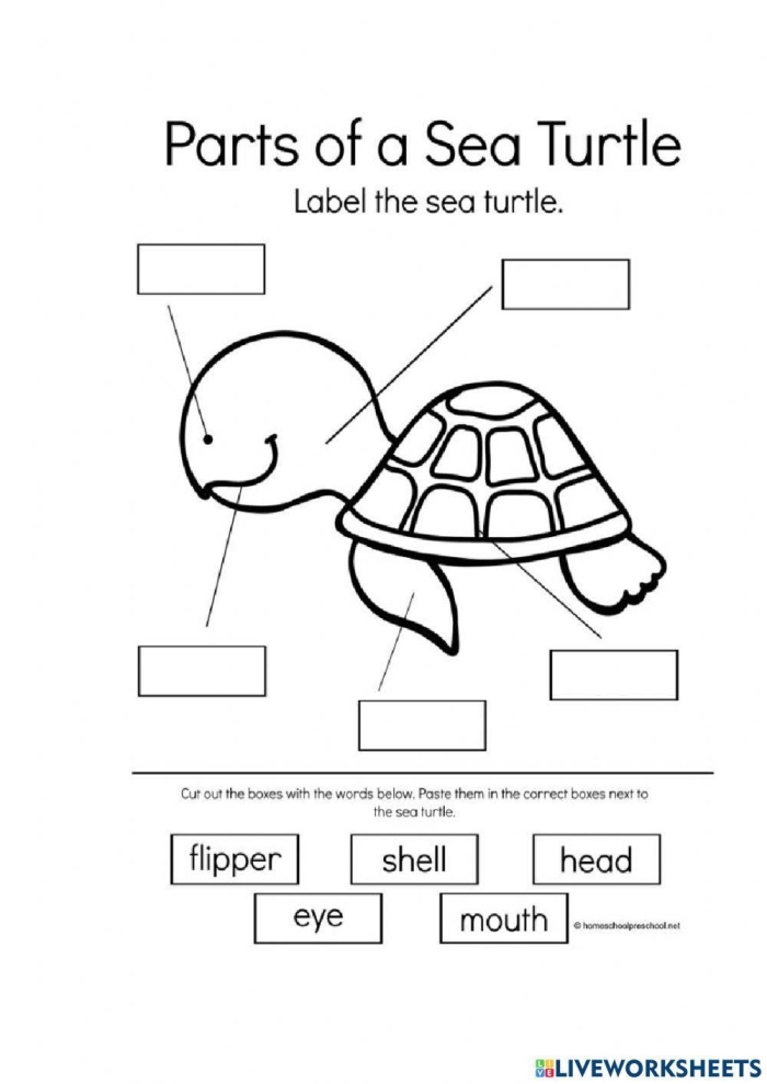 Kindergarten worksheet featuring sea turtles to practice finding the main topic in nonfiction texts