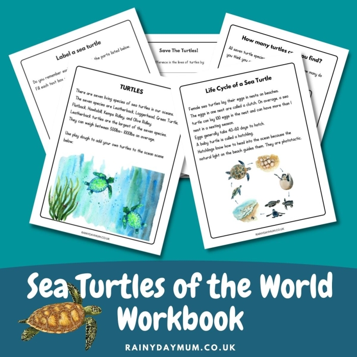 Kindergarten worksheet featuring sea turtles to practice finding the main topic in nonfiction texts