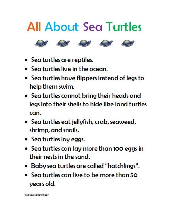 Kindergarten worksheet featuring sea turtles to practice finding the main topic and key ideas