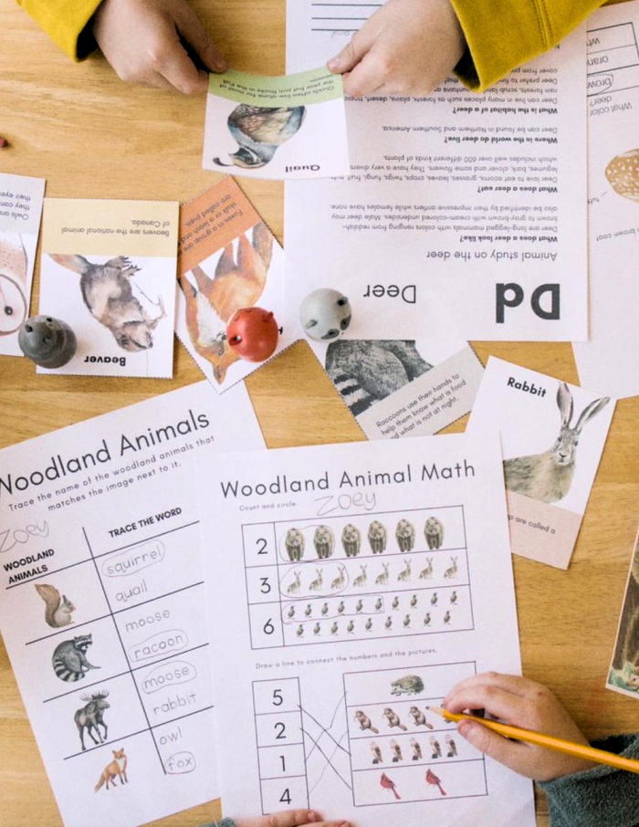 Kindergarten student drawing their favorite zoo animal from a poem about bears camels and wombats