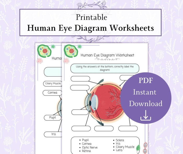 Labeled diagram of the human eye showing parts like the cornea, lens, and retina for fourth grade students learning about vision