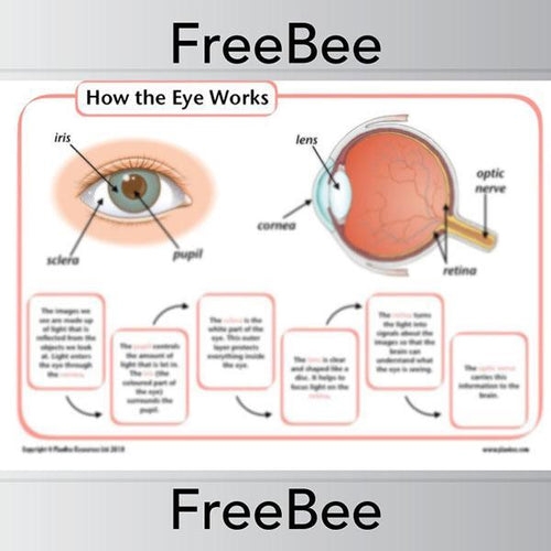 Labeled diagram of the human eye showing parts like the cornea, lens, retina, and pupil for fourth grade students learning about vision