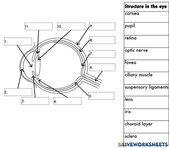Labeled diagram of the human eye showing parts like the cornea, lens, retina, and optic nerve for fourth grade students learning about vision