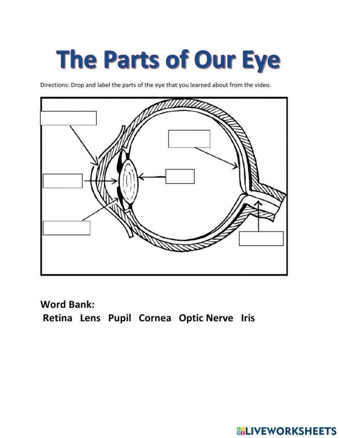 Labeled diagram of the human eye showing parts like the cornea, iris, lens, and retina for fourth grade students learning about vision