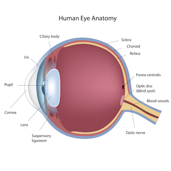 Labeled diagram of the human eye showing parts like the cornea, lens, retina, and optic nerve for fourth grade students learning about vision