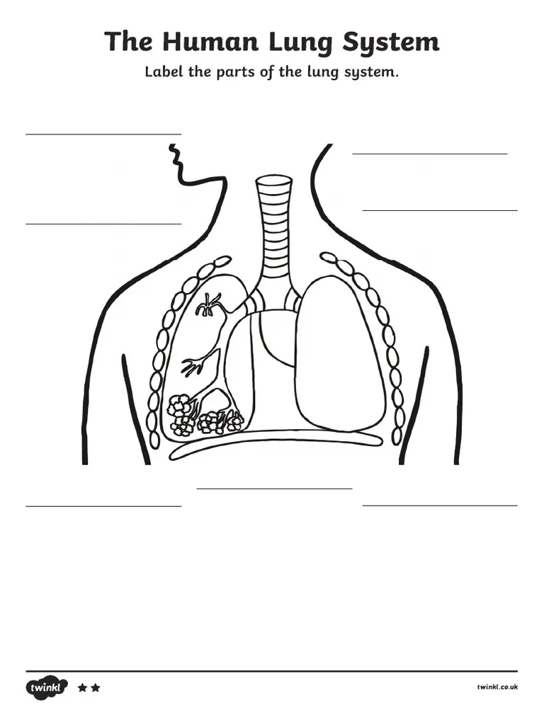 Labeled diagram of human lungs showing different components for a fifth grade geometry worksheet word scramble activity