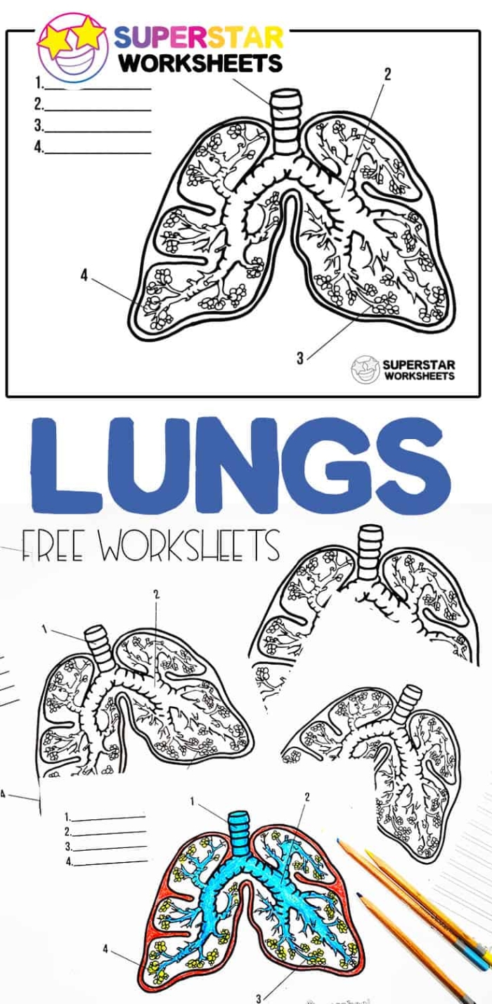 Labeled diagram of human lungs showing different components for a fifth grade geometry worksheet with word scramble activity