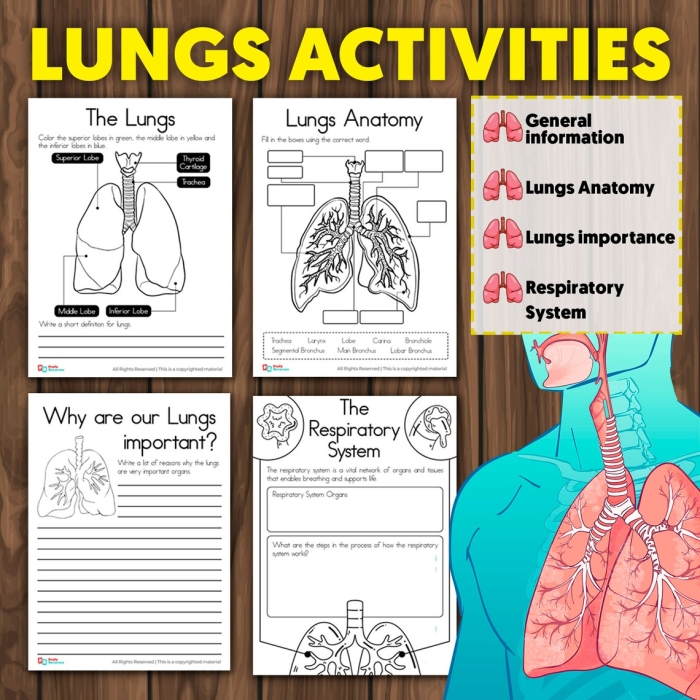 Labeled diagram of human lungs showing bronchus, trachea, and alveoli for fifth grade students to identify parts in a word scramble activity