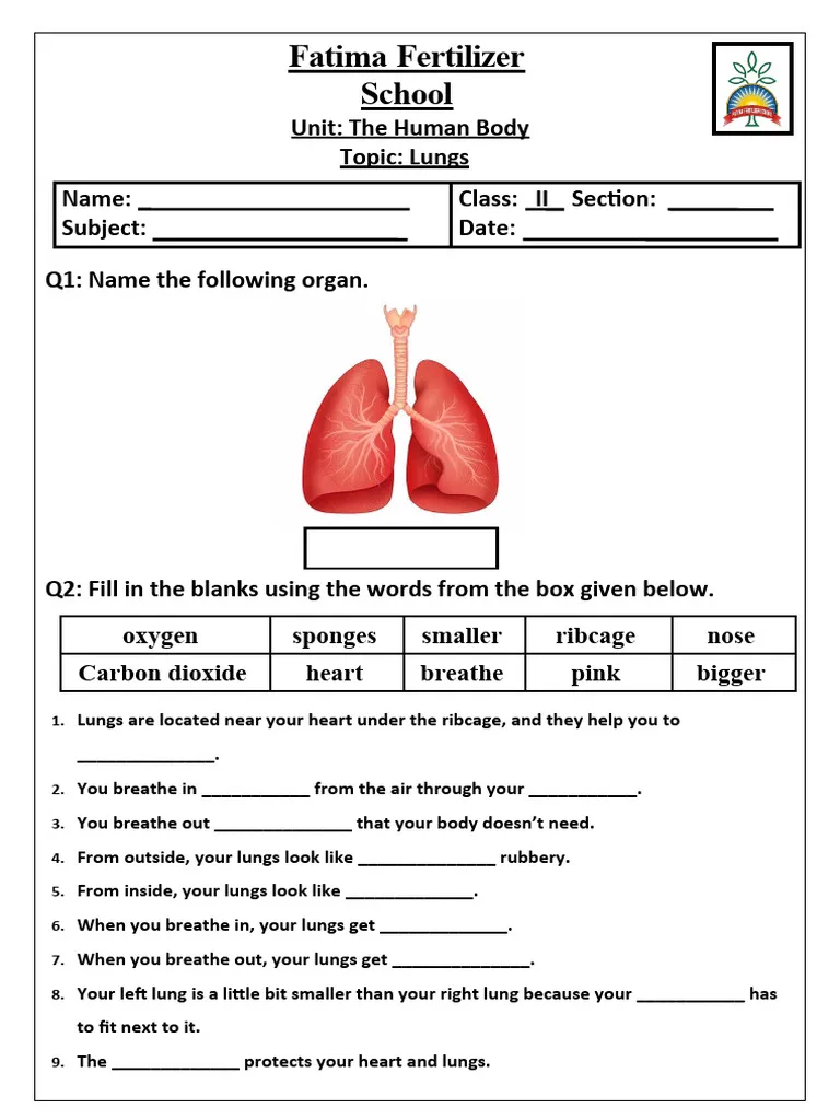 Labeled diagram of human lungs showing bronchi, alveoli, and trachea for fifth grade geometry worksheet activity