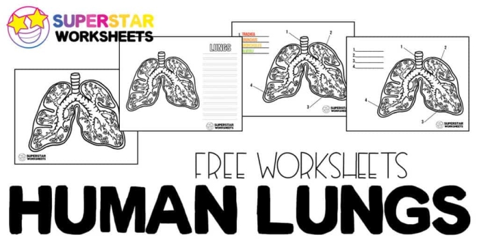 Labeled diagram of human lungs showing bronchus, alveoli, and trachea components for fifth grade geometry worksheet activity 9