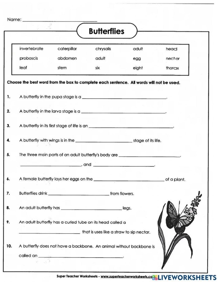 All About Butterflies Subtraction Worksheet for Grade 1 Diagram of a monarch butterfly for first graders to learn about subtraction concepts