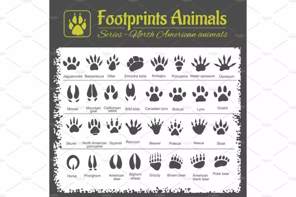Third Grade worksheet matching North American animal tracks to their animals with decimals focus