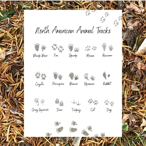 Third Grade worksheet showing North American animal tracks with decimals for matching
