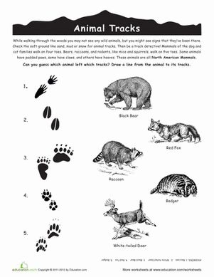 Third Grade worksheet showing North American animal tracks and matching animals for decimals practice