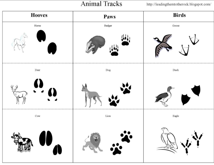 Third Grade worksheet featuring North American animal tracks to identify matching animals