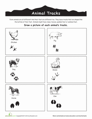 Third Grade worksheet showing North American animal tracks to match with animals