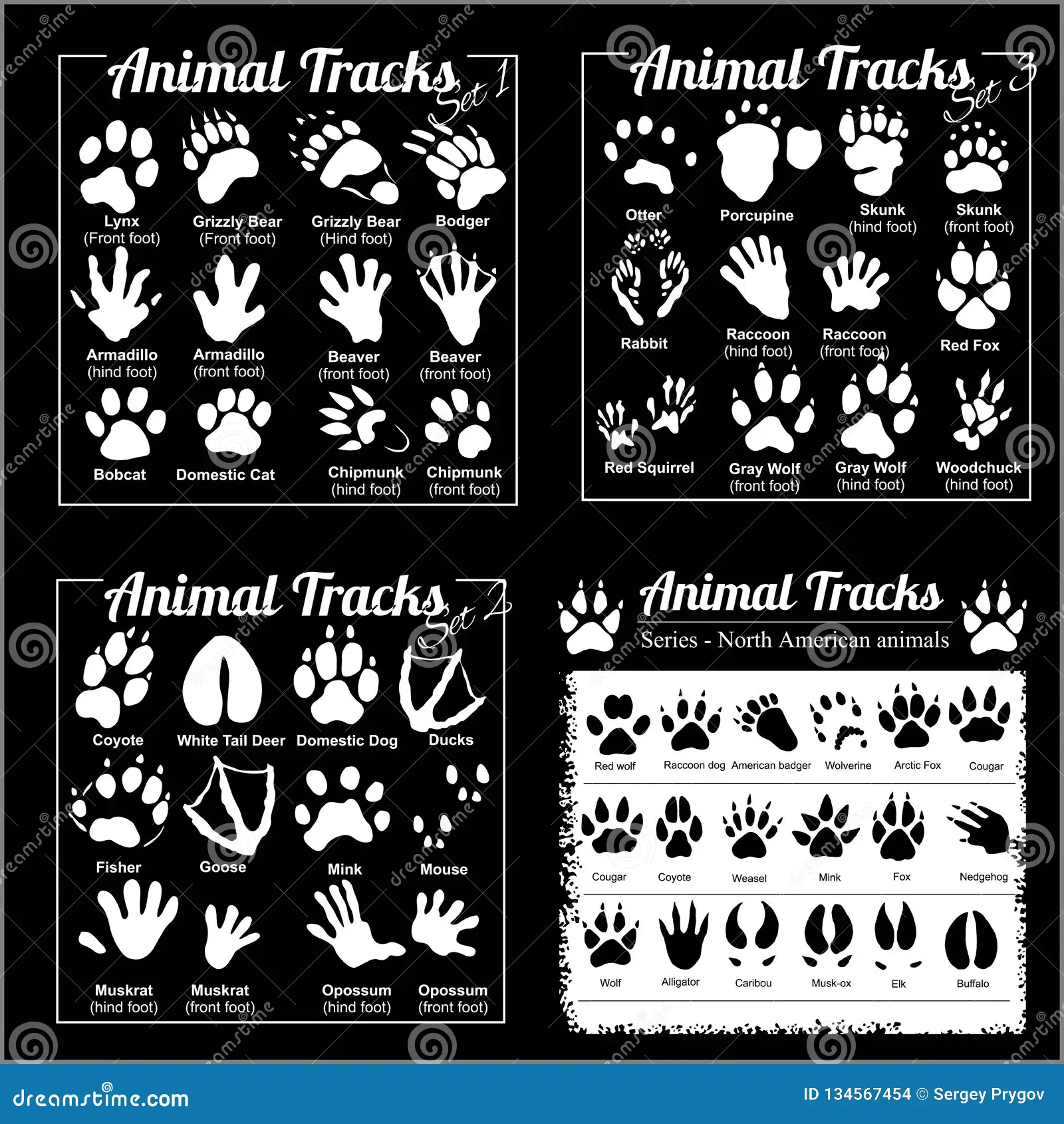 Third grade worksheet featuring North American animal tracks for matching exercises