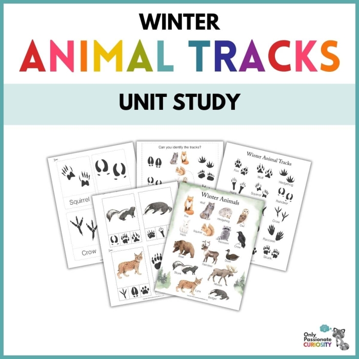 Third grade worksheet showing North American animal tracks for matching exercises