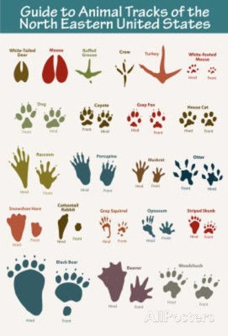 Third grade worksheet matching North American animal tracks to their animals for decimal practice