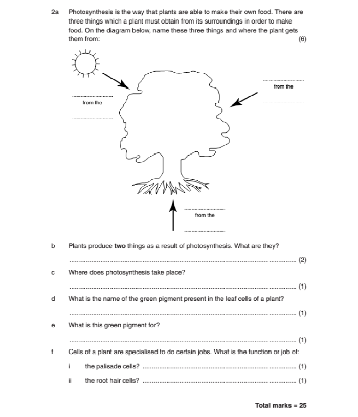 Discover photosynthesis and water's role in life with this engaging worksheet for young learners Fourth grade worksheet on water and photosynthesis exploring the basics of plant life
