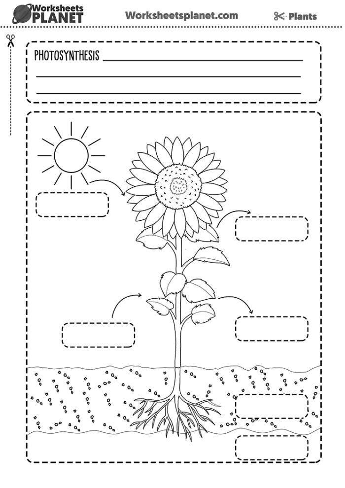Photosynthesis and Water Learning Activity for Fourth Grade Students image 18 Fourth grade worksheet exploring water's role in photosynthesis and plant growth