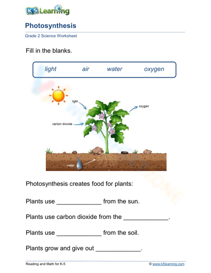 Discover the science of photosynthesis with water in this engaging worksheet for kids Fourth grade worksheet exploring water's role in photosynthesis and plant growth