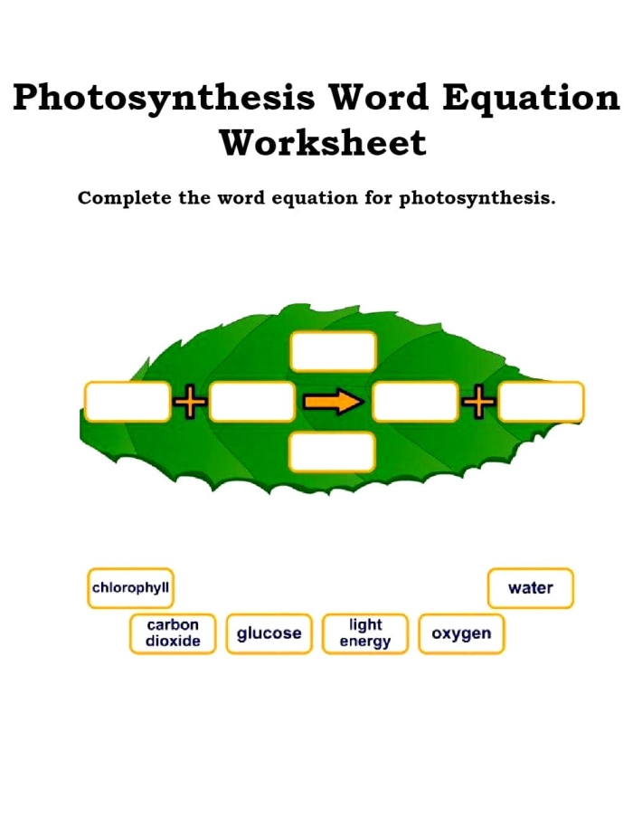 Engaging photosynthesis and water activity for curious fourth graders on worksheet 16 Fourth grade worksheet exploring water's role in photosynthesis for young learners