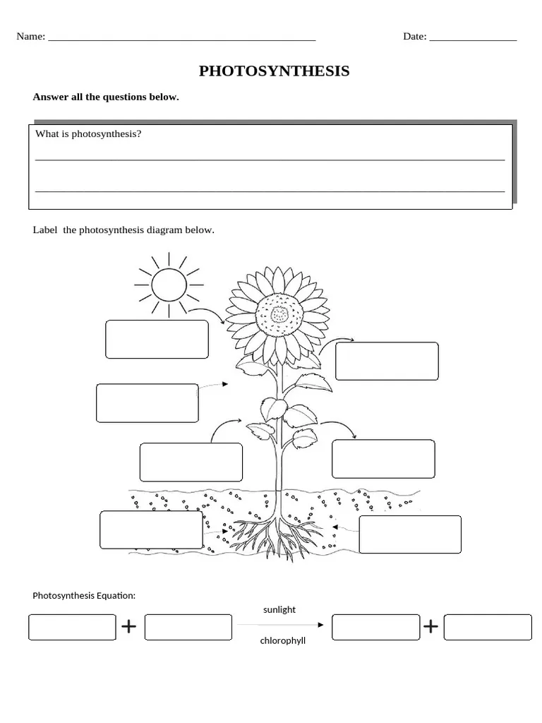 Water and Photosynthesis learning activity for curious fourth graders, image 8 Fourth Grade worksheet exploring water's role in photosynthesis and life