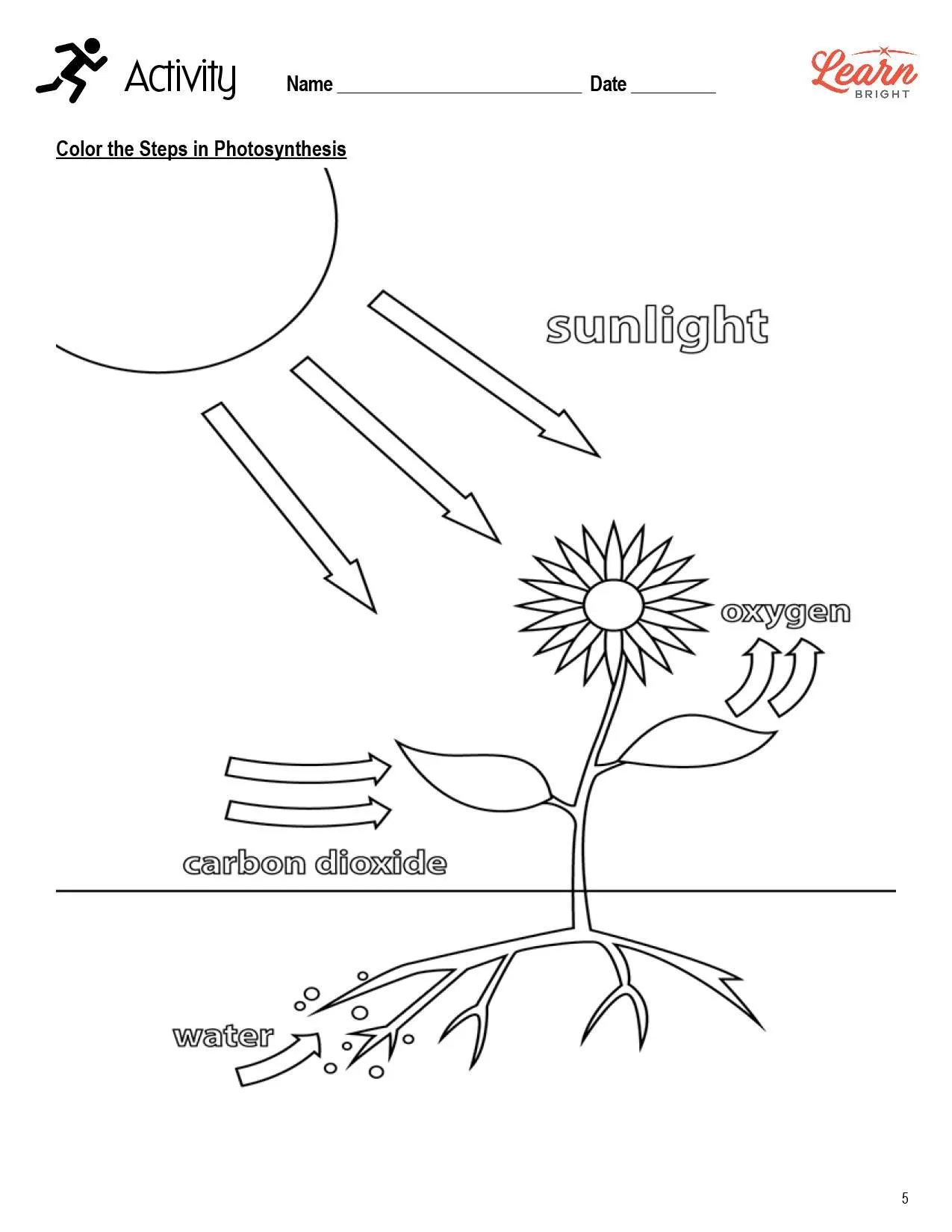 Discover photosynthesis and water's importance in this fun fourth grade worksheet Fourth grade worksheet exploring the role of water in photosynthesis and plant growth