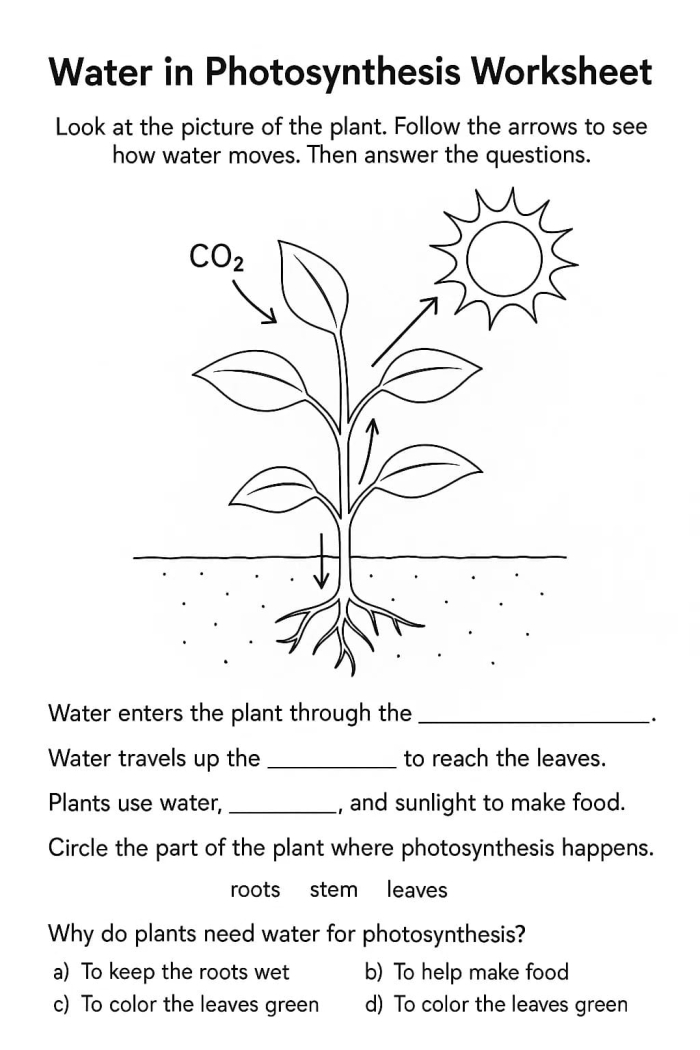 Exploring photosynthesis and water concepts in a fun fourth grade worksheet for young learners Fourth grade worksheet on water and photosynthesis showcasing plant life and educational activities