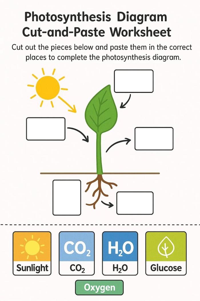 Exploring photosynthesis and water in a fun fourth grade activity sheet Fourth grade worksheet on water and photosynthesis exploring the science of life