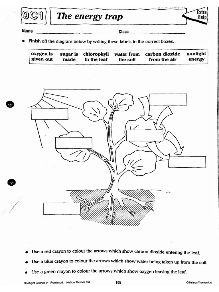 Discover how water supports photosynthesis in this engaging fourth grade activity sheet Fourth grade worksheet exploring the role of water in photosynthesis and plant growth