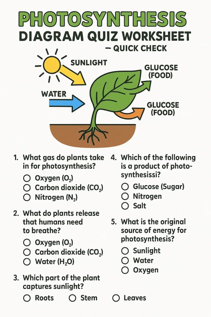 Discovering photosynthesis and water’s importance in a fun fourth grade worksheet 23 Fourth grade worksheet exploring water’s role in photosynthesis for young learners