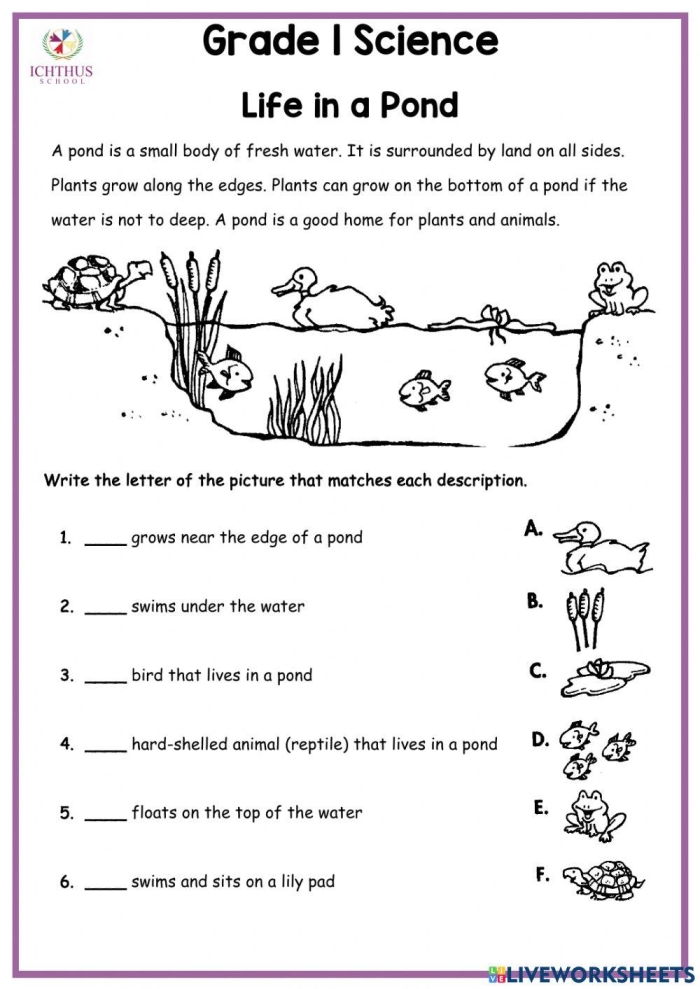 Grammar and Mechanics worksheet for Fifth Grade Worksheet for fifth graders focusing on prefixes, featuring word sorting and deconstruction activities. Prefix Pond worksheet for grammar and mechanics practice in a fun, engaging format.