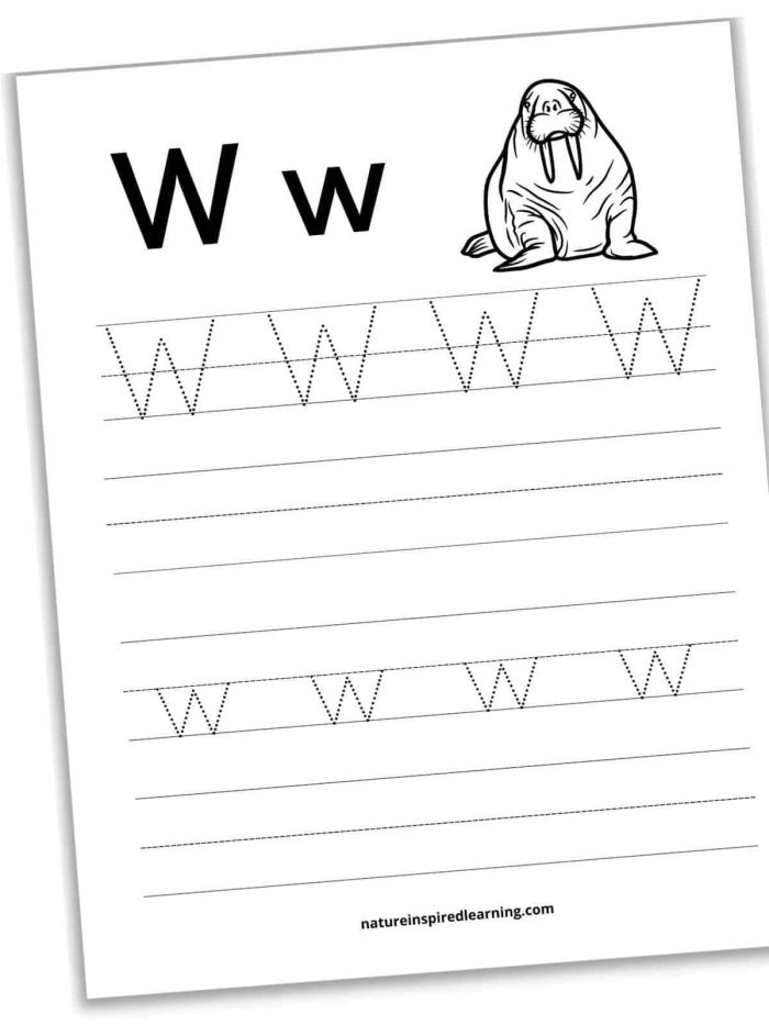 Worksheet for tracing the letter W to build fine motor skills in young learners Pre-K kids practicing tracing lines and the letter W on a handwriting worksheet