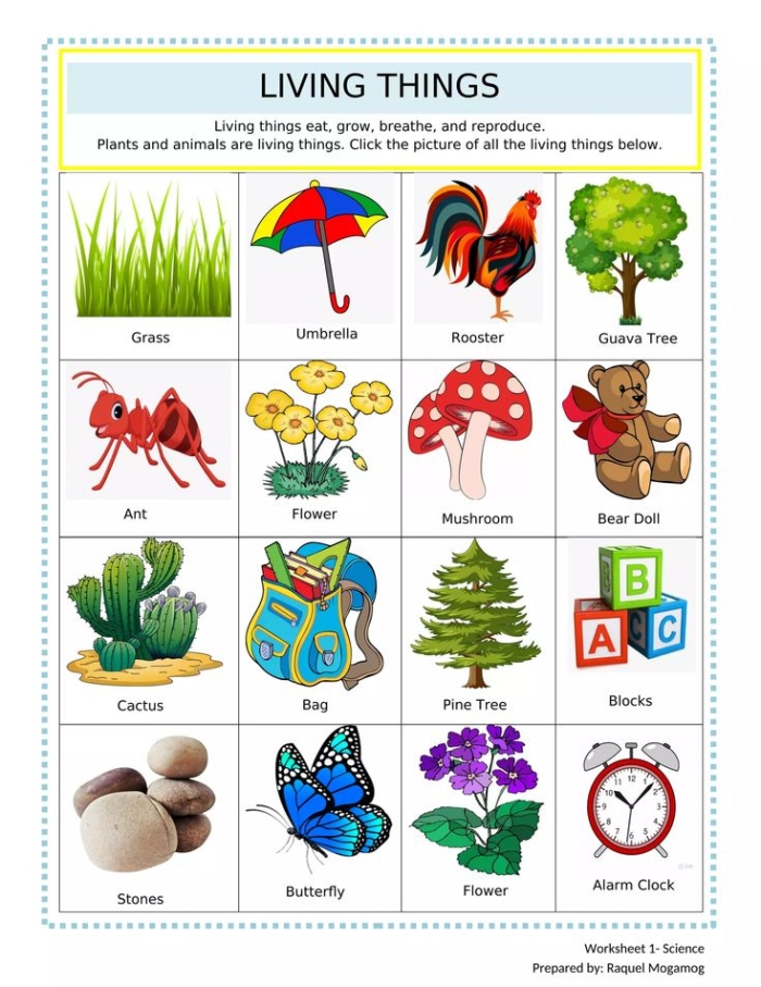 Pre-K worksheet helping children identify living and non-living things with colorful illustrations