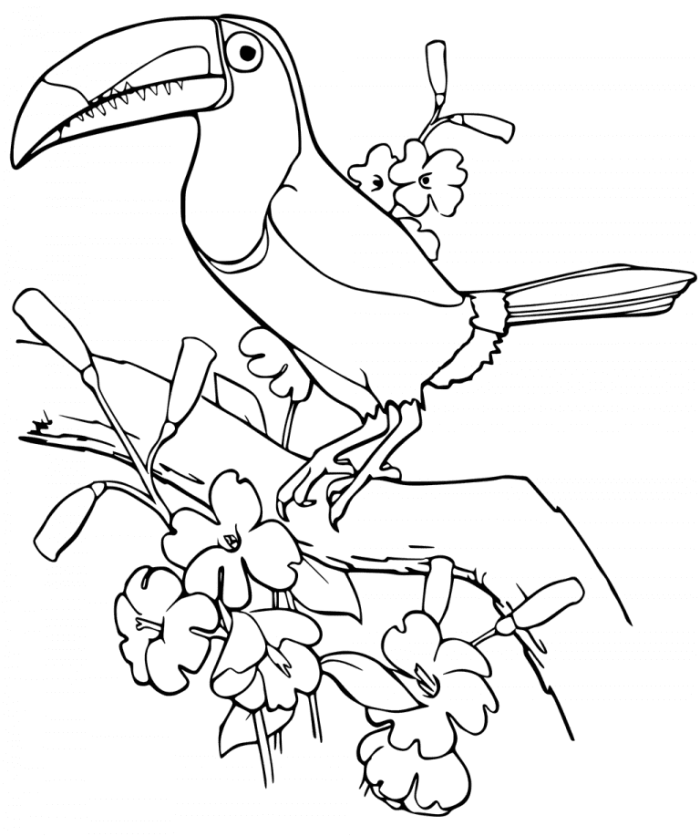 Creative toucan coloring page for young learners in civics and government lesson 22 Pre-K Color the Toucan worksheet showing a toucan outline ready to be colored