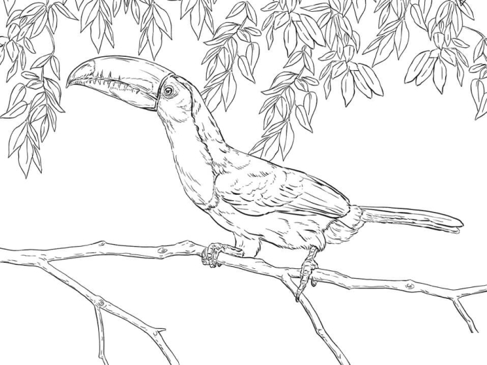 Toucan coloring activity sheet for young learners in government studies, image 18 Pre-K civics worksheet featuring a toucan to color with creative freedom