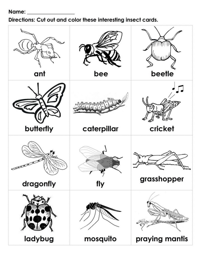 Pre-K science coloring page featuring various bugs to inspire early learners Colorful bugs and insects on a nature-themed coloring worksheet for young children